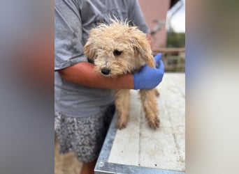 Abu, verspielter Maltipoo Welpe geb. 2025