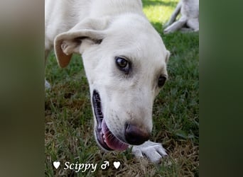 Marla, Scippy und Kea auf der Suche nach ihrer Familie