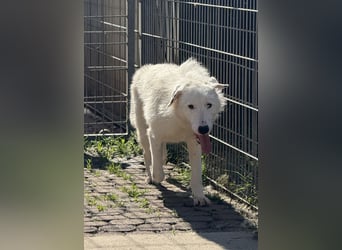 Die hübsche FIDES sucht ein liebevolles Zuhause