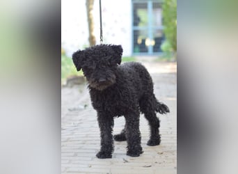 MJ - ruhiger, freundlicher, aufgeschlossener Rüde