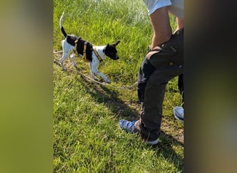 Floh: jetzt aber für immer