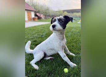 Süße Daisy sucht ihr eigenes Körbchen