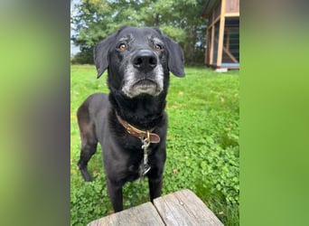 Rüde Blacky, 11 Jahre