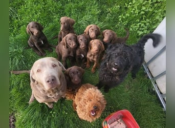 Welpen Labradoodle F1 Braun Könispudel x Labrador