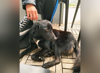 verspielter Charlire