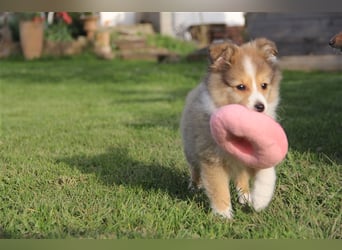 VDH Shelties / Sheltierüde sucht sein zu Hause