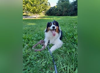 Australien Shepherd - Miro (4,5 Jahre) sucht neues zu Hause