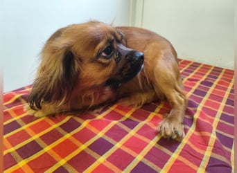 Cavalier King Charles Mischling Nr. 2L sucht eine Namenspatenschaft und seine Familie