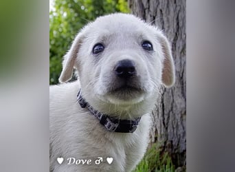 Biscuit, Casper, Pearl, Lily und Dove  suchen ihre Familie ab Oktober