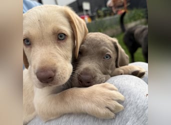 Labrador Welpen reinrassig Rüde Silber NRW Düsseldorf Köln Kleinanzeige