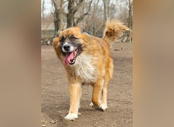 Ursu - freundlicher, verschmuster Herdenschutzhund Mix Rüde / z.Zt. noch in Rumänien