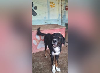Jack (2) sucht einen Gnadenplatz