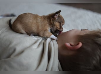 Supersüßes Mini Chihuahua Mädchen