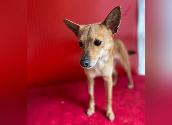 ❤️ zarte kleine SZANDY - 4 Jahre, 32cm/4,2kg - Zwergpinscher-Mix