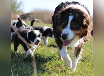 Australian Shepherd Welpe (reinrassig)