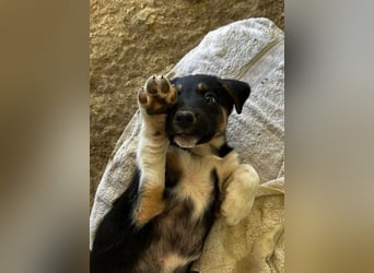 Dorea, auf der Suche nach einem Traumzuhause!