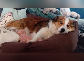 Wurf Ankündigung,  reinrassige Border Collie Welpen mit Papieren!!