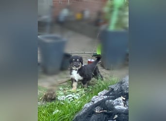 Diese süßen Australian Shepherd Fellnasen