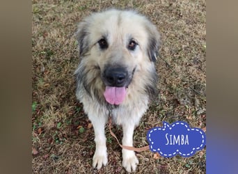 Simba ein imposanter Kerl