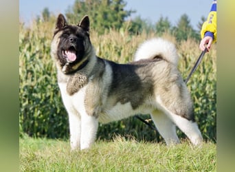 Echte reinrassige American Akita Welpen