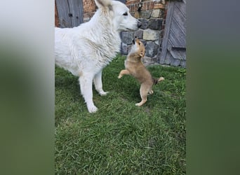 Shiba inu Welpen.   vom Haus Joe   ,Liebhaberzucht