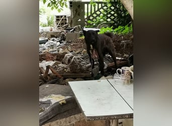 Mateo: sucht Geborgenheit