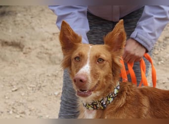 MOON-freundlich, offen, durch und durch sozial lieb sie den Kontakt zu Mensch und Hund