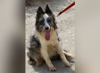 Daisy, freundlich, offen und ausmerksam