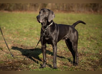 Joe Fritz - aktiver Familienhund - Tierhilfe Franken e.V.
