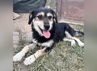 Xena eine brave, liebe, sanfte Hündin