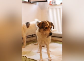 TIMENTES, Hündin, 6 Jahre, 48 cm, Mischling, Tierschutz