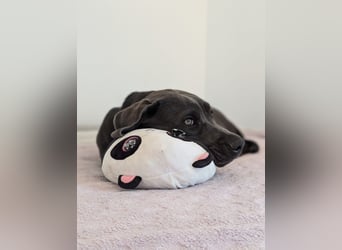 Exquisit Bulladors (Labrador, English Bulldogge)mit vollen Papieren, Ahnentafeln, Gesundheitszeugnis