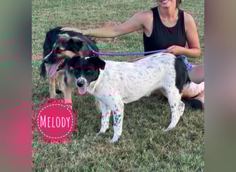 Melody ein sehr soziale Hündin