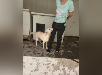 Casey: ein Schatz für die ganze Familie