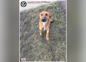LOKI auf der Suche nach seinen Menschen für immer!