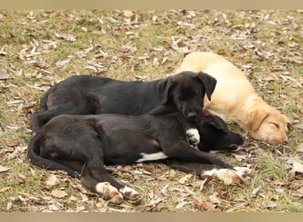 Hübscher Fido sucht seine Familie