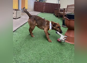 Ernie, verspielter und sehr lieber Irish Terrier-Mix, geb. 08/2024