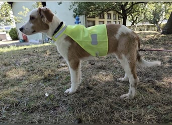 Lilly eine sanfte freundliche Hündin