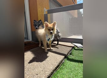 Scotty SR - quirliger Mini-Spitz sucht aktives Zuhause mit Herz