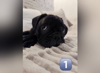 Wundervolle Bulldoggen-Welpen suchen ihr Für-Immer-Zuhause!
