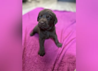 Labrador Retriever Labbi Welpen
