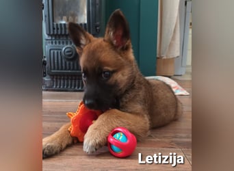 Letizija - Malinois Mix sucht passende Erziehungsberechtigte