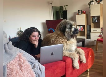 Tolle Bonnie möchte eine liebe Familie