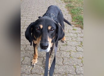 Belinda auf Pflegestelle in 41363 Jüchen
