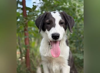 HARRY - Lebhafter Border Collie Mix sucht aktive Familie