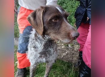 Jack - lebensfroher Drahthaarmix sucht sportliche Familie mit Herz und Hundeverstand