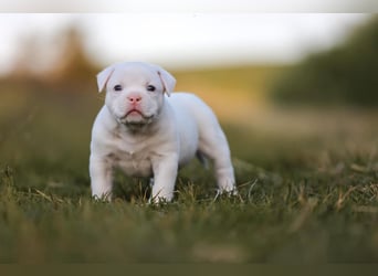 Unglaublich schöne American Bully Welpen!