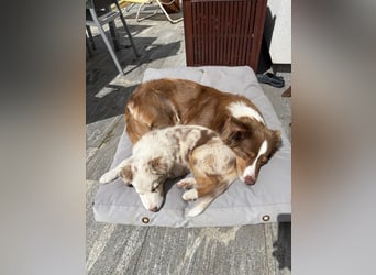 Missy 12 Wochen reinrassige Aussie Welpin
