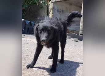 Duke ❤️ aufgeweckter, junger Kroat. Schäferhund-Mix-Bub!