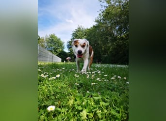 Kaninchen - Australien Shepherd Mix